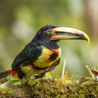 Pale-mandibled Aracari